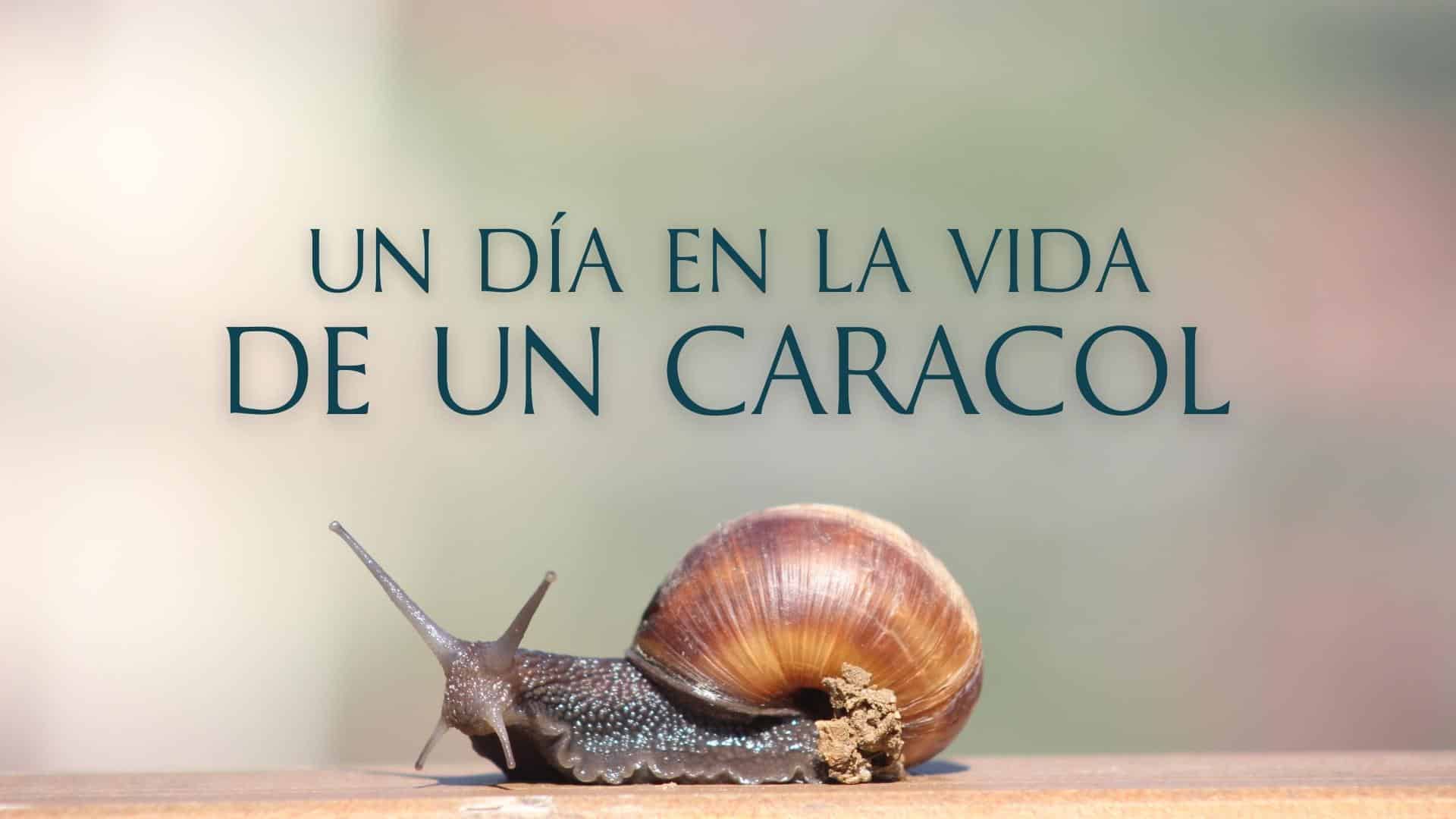 UN DÍA EN LA VIDA DE UN CARACOL